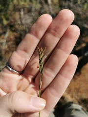 Montinia caryophyllacea