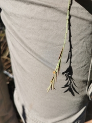 Montinia caryophyllacea