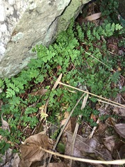 Cheilanthes sieberi sieberi