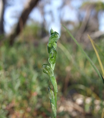 Pterostylis cycnocephala