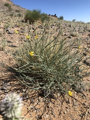 Lipschitzia divaricata