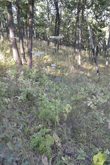 Silphiodaucus prutenicus