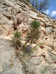 Pseudosmodingium virletii