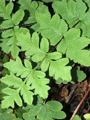 Cheilanthes sieberi sieberi