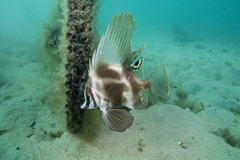 Hutchin's Boarfish photo 5