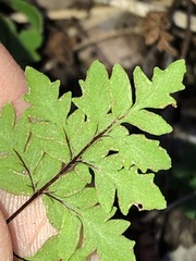 Cheilanthes sieberi sieberi