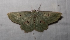 Chlorodontopera discospilata