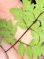 Cheilanthes sieberi sieberi