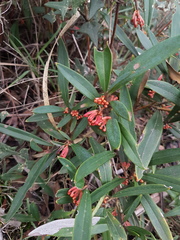 Grevillea dimorpha