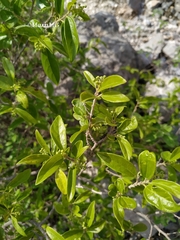 Neopringlea integrifolia