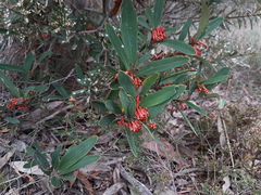 Grevillea dimorpha