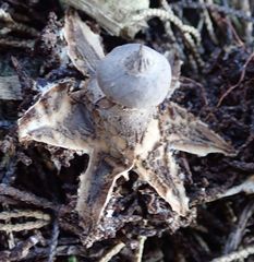 Geastrum tenuipes