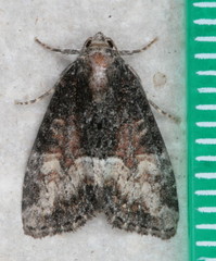 Neoligia subjuncta
