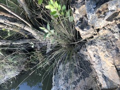 Fimbristylis ferruginea