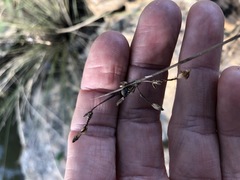 Fimbristylis ferruginea