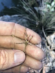 Fimbristylis ferruginea