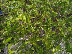 Neopringlea integrifolia