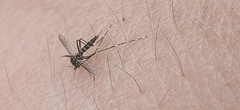 Stegomyia