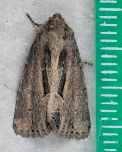 Xylomoia chagnoni Barnes & McDunnough, 1917