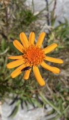 Jacobaea abrotanifolia