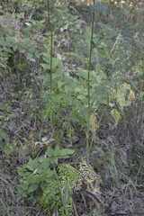 Silphiodaucus prutenicus