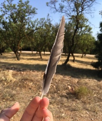 Garrulus glandarius graecus