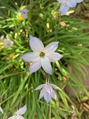 Ipheion