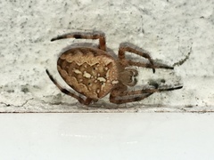 Araneus diadematus