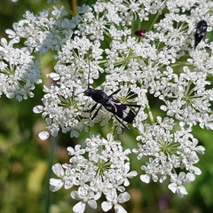 Chlorophorus figuratus