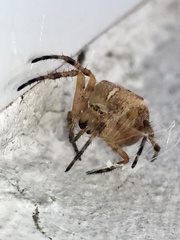 Araneus diadematus