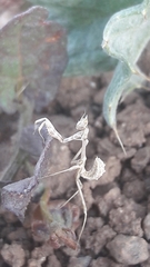 Empusa
