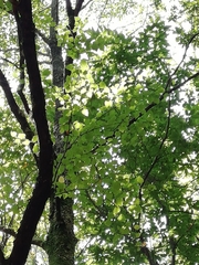 Betula celtiberica