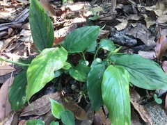 Alpinia formosana