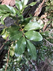 Toechima tenax