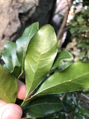 Toechima tenax