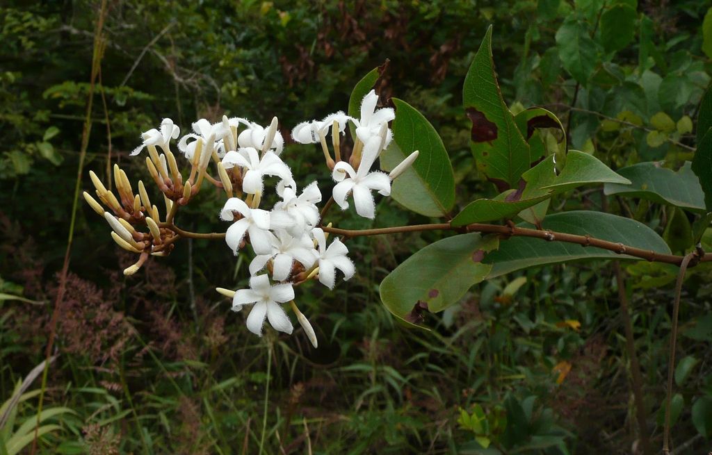 Ancylobothrys amoena