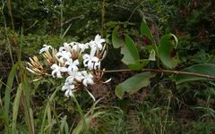Ancylobothrys amoena
