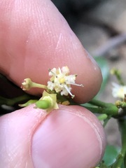 Toechima tenax