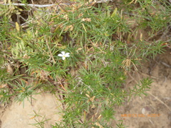 Leptosiphon floribundus