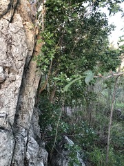 Toechima tenax