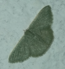 Phaiogramma faustinata