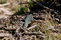 Liolaemus nigroviridis