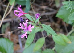 Clarkia concinna