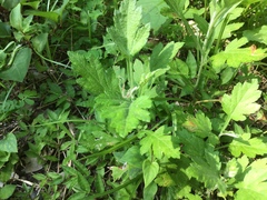 Artemisia princeps