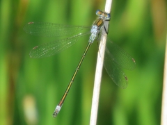 Lestes sponsa