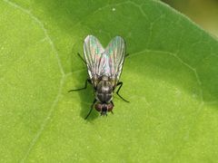 Limnophora maculosa