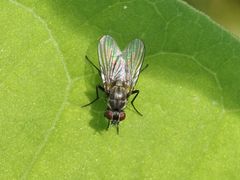 Limnophora maculosa