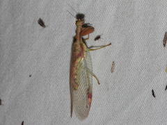 Ditaxis meridiei