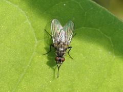 Limnophora maculosa