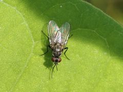 Limnophora maculosa